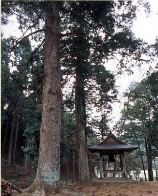高蔵寺のモミ