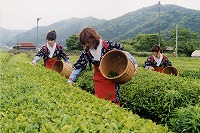茶摘みの風景